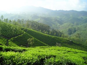 Picture of a tea plantation.